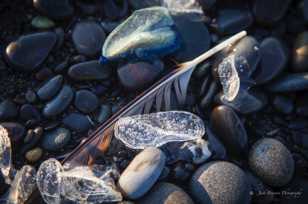 Rialto Beach cobble collection-2323